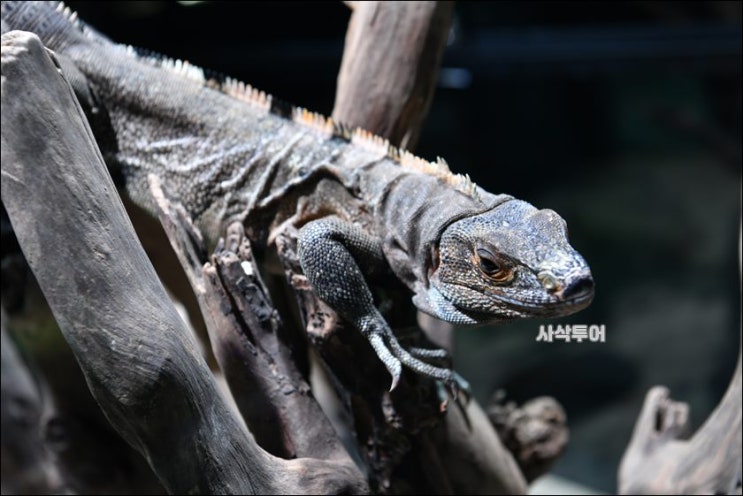  자카르타 렌트카 여행시 가볼만한 따만미니 코모도&파충류 박물관