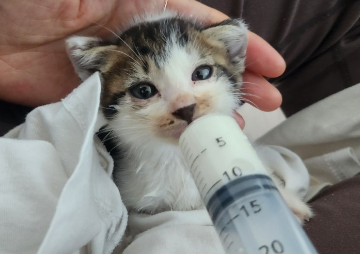  세계 고양이의 날 / 우리 집 냥이 꼬미를 만나던 날이 생각납니다^^