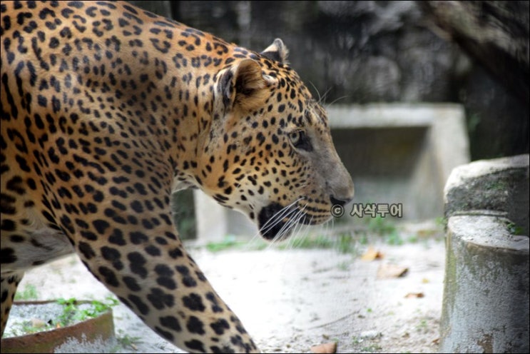  자카르타 렌터카 관광지 Taman Margasatwa Ragunan