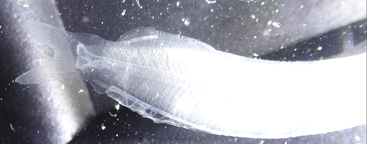  Elops hawaiensis ( Leptocephalus ) カライワシ 당멸치 렙토세팔루스