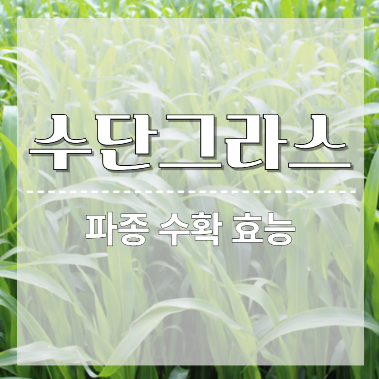  수단그라스 파종시기 방법 씨앗 수확