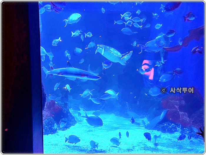  자카르타 렌트카 여행시 가볼만한 Jakarta Aquarium Safari