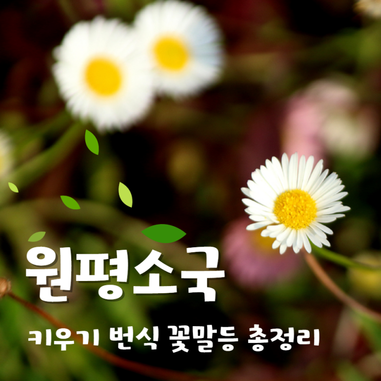  원평소국 씨앗 키우기 개화시기 총정리!