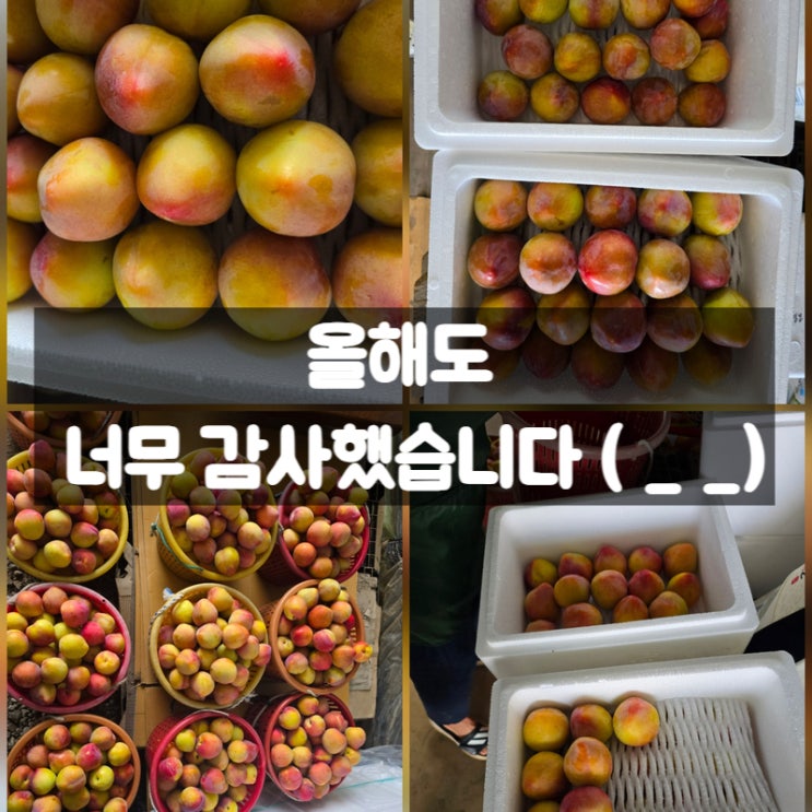  2025년 군위총각 자두 분양이 막을 내렸습니다 - 홍로센 후무사 도담