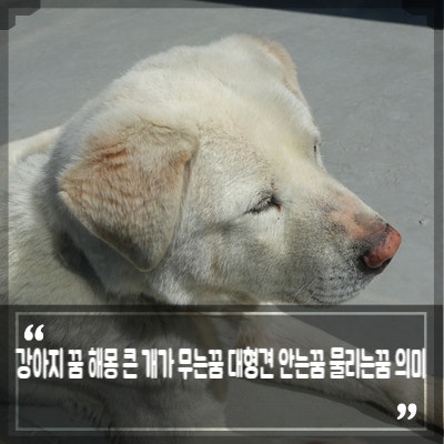 강아지 꿈 해몽 큰 개가 무는꿈 대형견 안는꿈 보는꿈 물리는꿈 의미는?