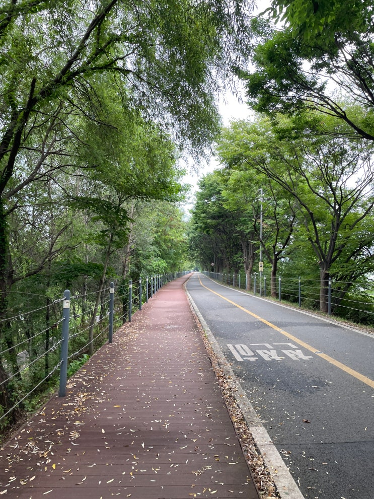  셀프 마라톤 러닝 초보의 20km 도전