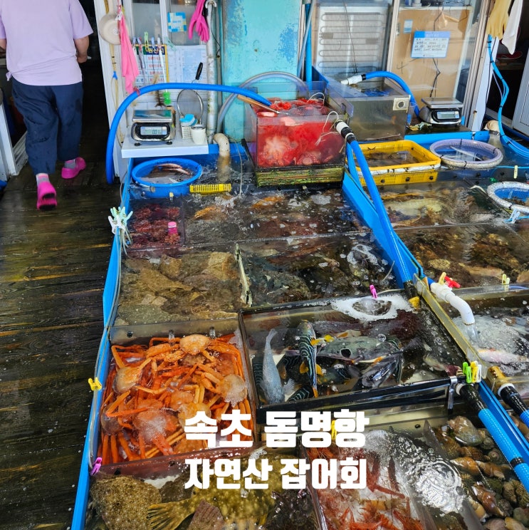  강원도 속초 | 동명항 회센터 눈탱이 바가지 안당하는 생선선생 공략집 및 자연산 잡어회 후기 오징어난전 굳이?