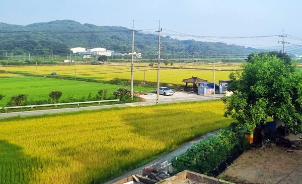  푸른 논이 하루아침에 황무지로! 세종 드론 방제의 비극