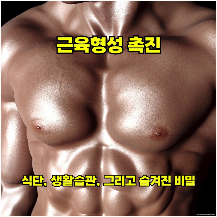  근육형성 촉진: 식단, 생활습관, 그리고 숨겨진 비밀