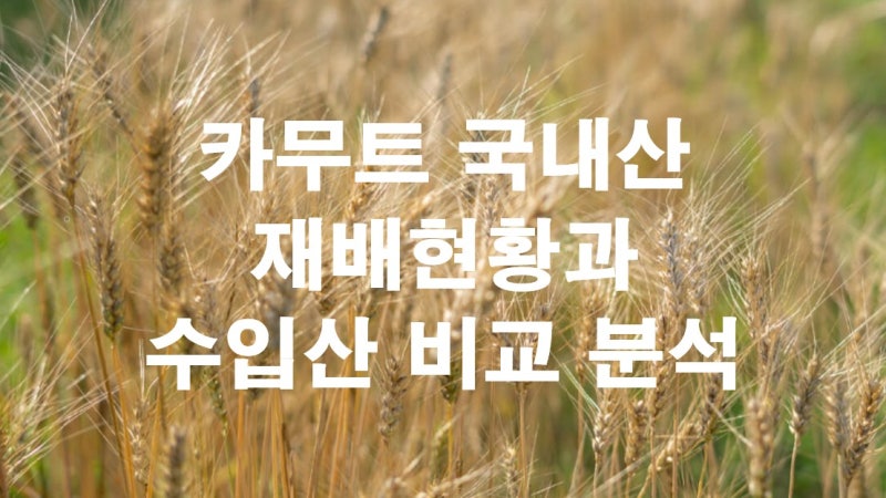 카무트 국내산 재배현황과 수입품 비교 분석