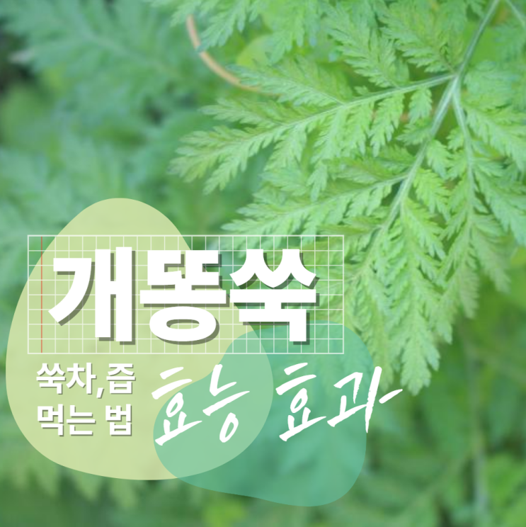  개똥쑥 효능 효과 : 차 즙 효소 먹는법