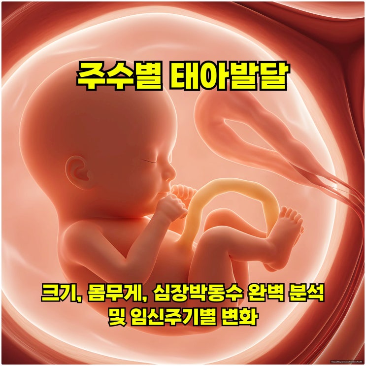  주수별 태아 발달: 크기, 몸무게, 심장박동수 완벽 분석 및 임신주기별 변화