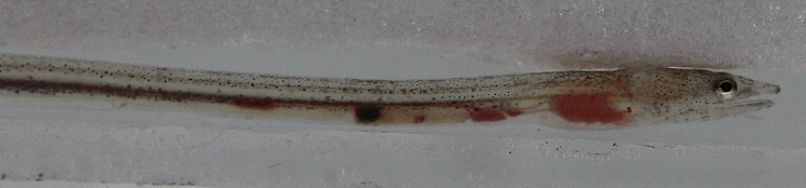 (tentatively) Ophisurus macrorhynchos  ダイナンウミヘビ 바다뱀 ( juvenile : snake eel)