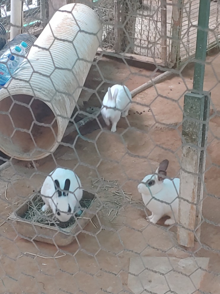  토끼