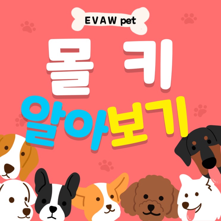  몰키 - 기본정보부터 입양 분양 전 주의점까지