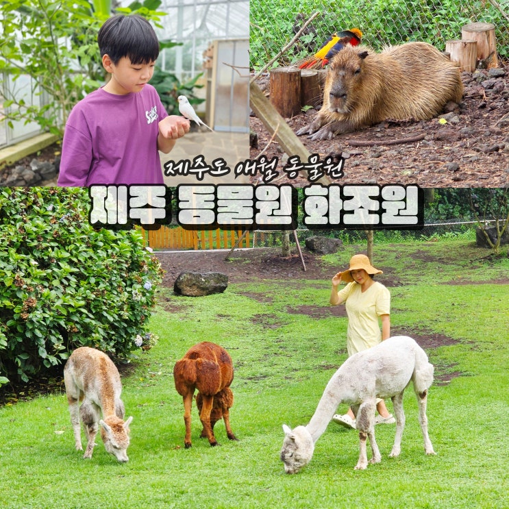  제주 애월 가볼만한곳 제주동물원 화조원 먹이주기 체험