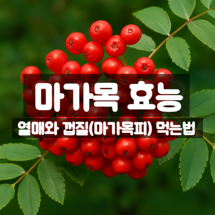  마가목 효능, 마가목나무 열매 먹는법 묘목 정보까지