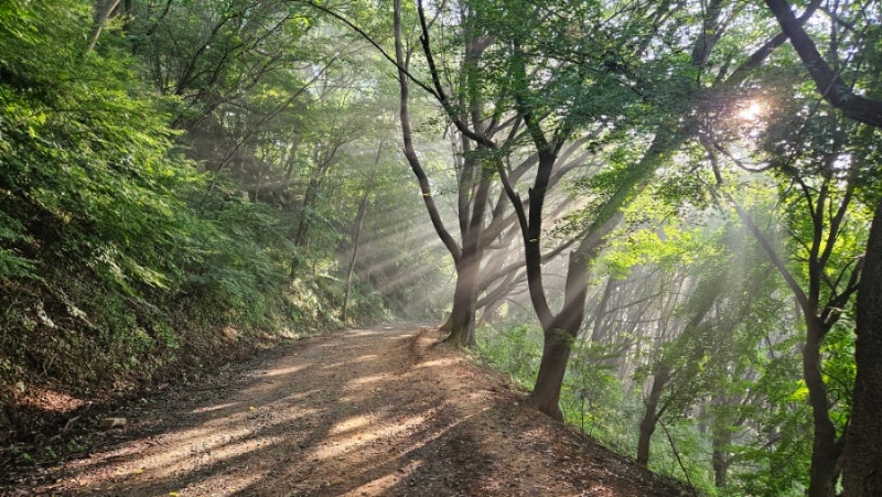 대전계족산황톳길 트레일러닝(2025.8.10.)