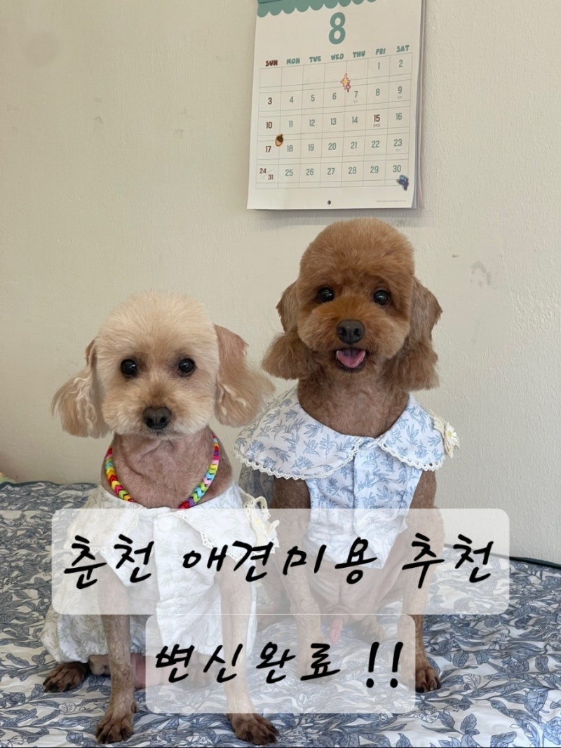 몽구리독