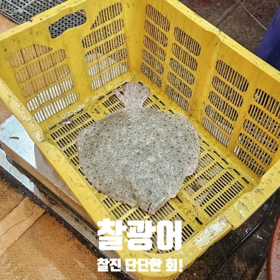  노량진수산시장 | 서울 노량진 찰광어 시세 찰광어회 수율 맛 식감 후기