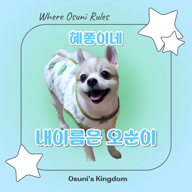  폼피츠? 포메? 아니, 그냥 순이! 우리집 맏댕이의 사랑스러운 모습들