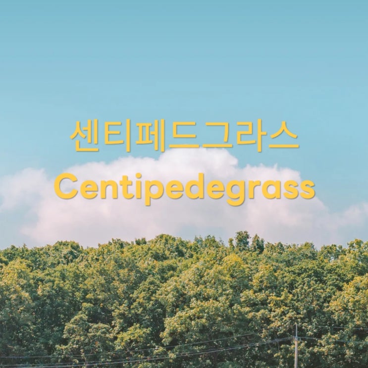  센티페드그라스에서 메이신 성분을 어떻게 발견했을까?