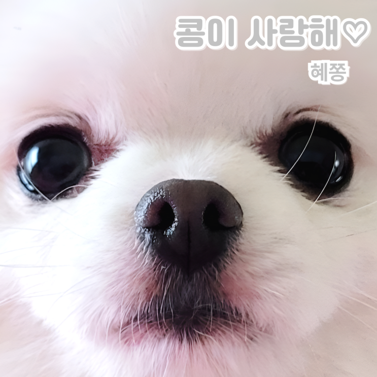  반려견 포메라니안 콩이 노견의 소소한 산책 일상