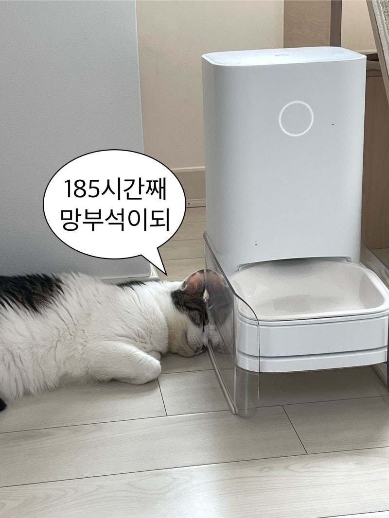 바램펫 밀리 고양이 자동급식기 한 달 사용 솔직 후기 | 장단점, 앱 연동, 조립 방법