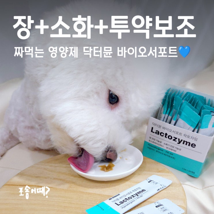  닥터뮨 바이오서포트 락토자임, 강아지유산균 짜먹는영양제 후기