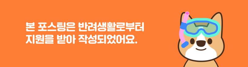 스테이 소이
