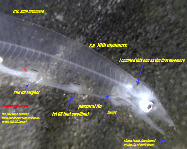  3-1. Echelus uropterus ( leptocephalus )  ヒレアナゴ  날붕장어 렙토세팔루스