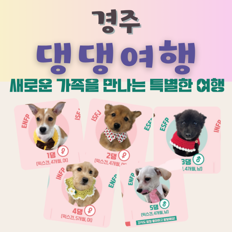  2025 경주 반려견 댕댕여행 신청 방법·장소·강아지 여행 총정리