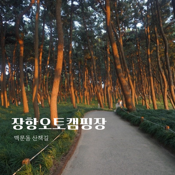  장항오토캠핑장-서천 노을과 맥문동 산책로