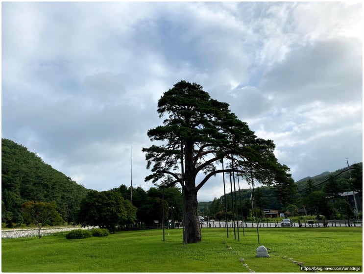  속리산 정이품송, 가장 높은 신분의 600년 소나무 유래