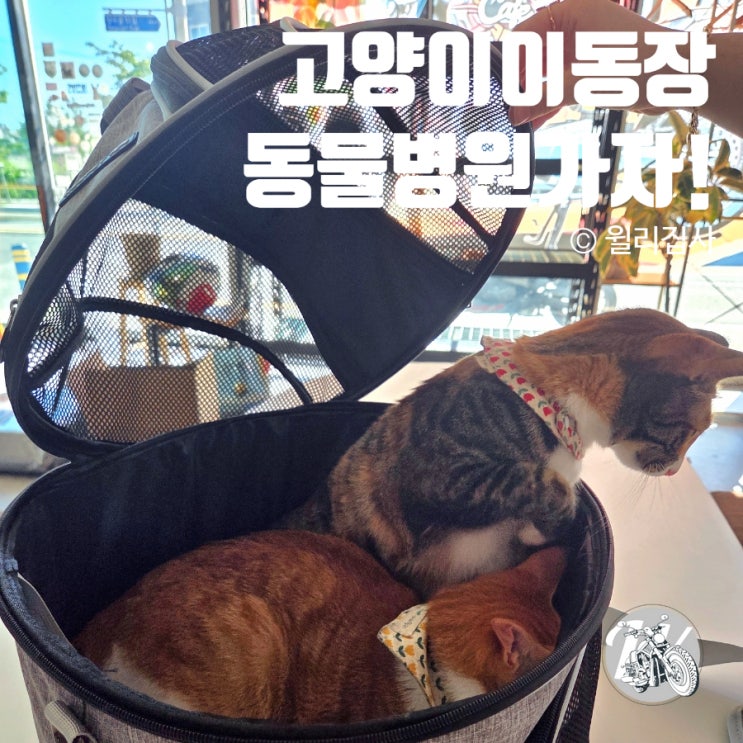  고양이이동장 리스펫 고양이 진료가 쉬워져