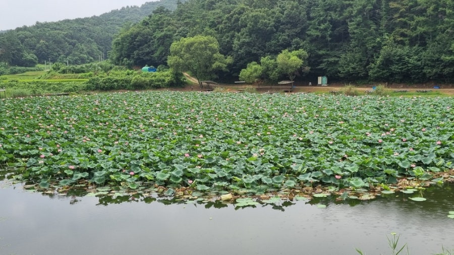 삼합저수지 사진 6