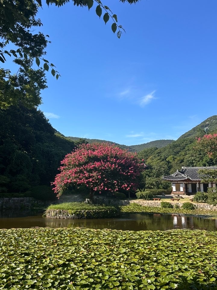  [전남 진도] 아름다운 정원과 전시를 볼 수 있는 여행지 추천 <운림산방>