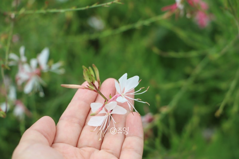 나비바늘꽃 가우라꽃 노지월동 야생화 꽃말