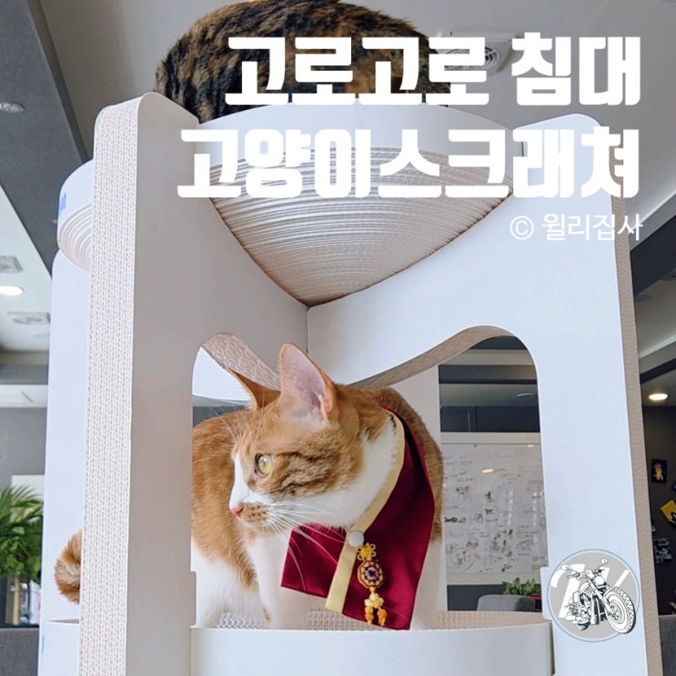  고양이 스크래쳐 튼튼한 2층 침대 고로고로