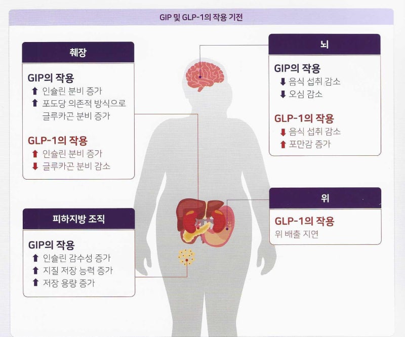 glp-1 기전 하남시내과, GLP-1과 GIP, 글루카곤 조절 : 듀얼 인크레틴의 넷 이펙트 : 네이버 블로그