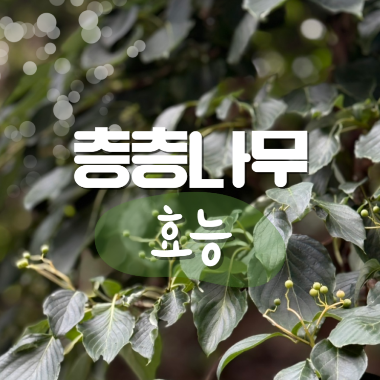  층층나무 효능 열매 꽃 잎 남자 정력