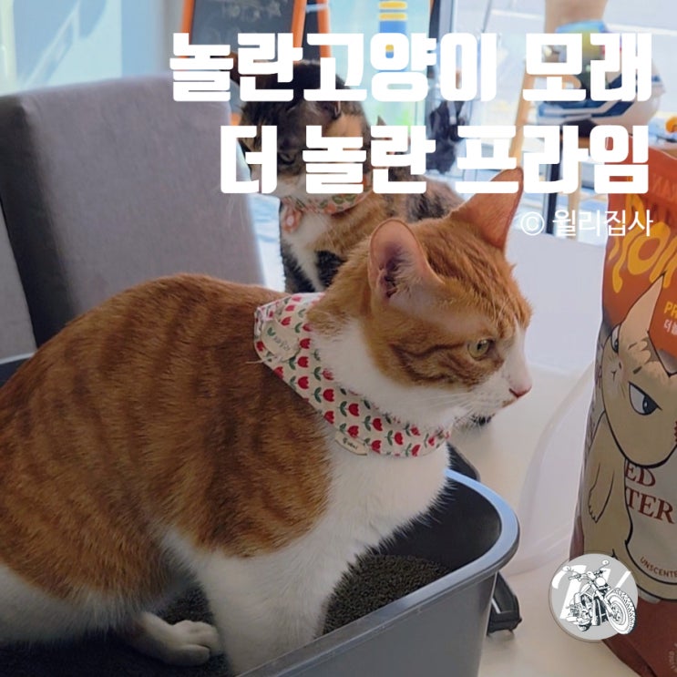  놀란고양이 더 놀란 프라임 카사바벤토 모래 추천