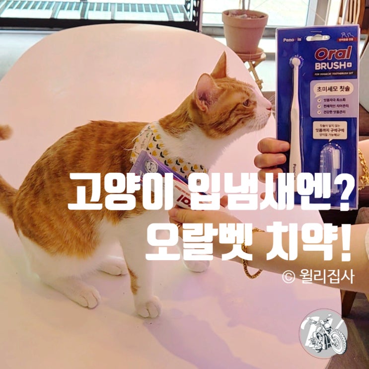 고양이 입냄새 양치 치약 추천 오랄벳
