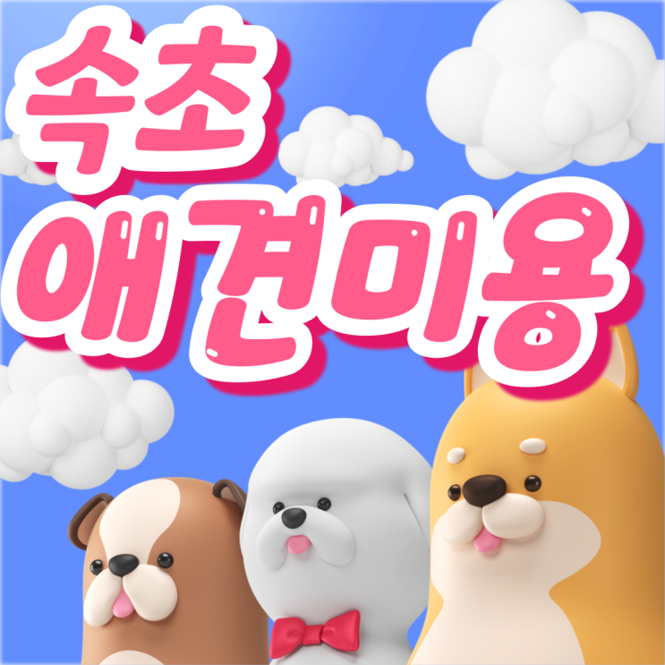  속초애견미용학원, 전문가가 알려주는 성공적인 학원 선택법