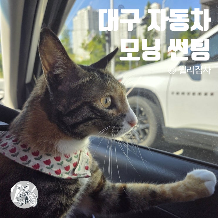  대구 자동차썬팅 잘 보이는 초보운전 모닝 선팅 후기