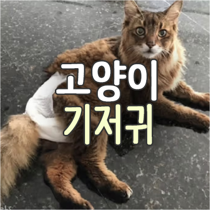  고양이 기저귀 종류 및 장단점(고양이 요실금에 추천)