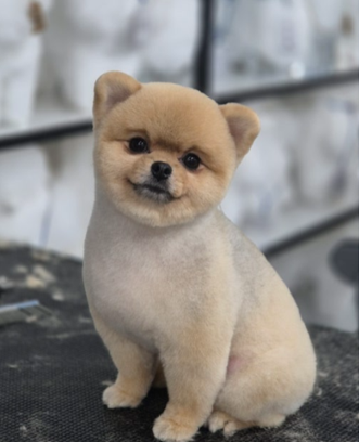  이바우펫장점, 직접 경험해보면 알아요!