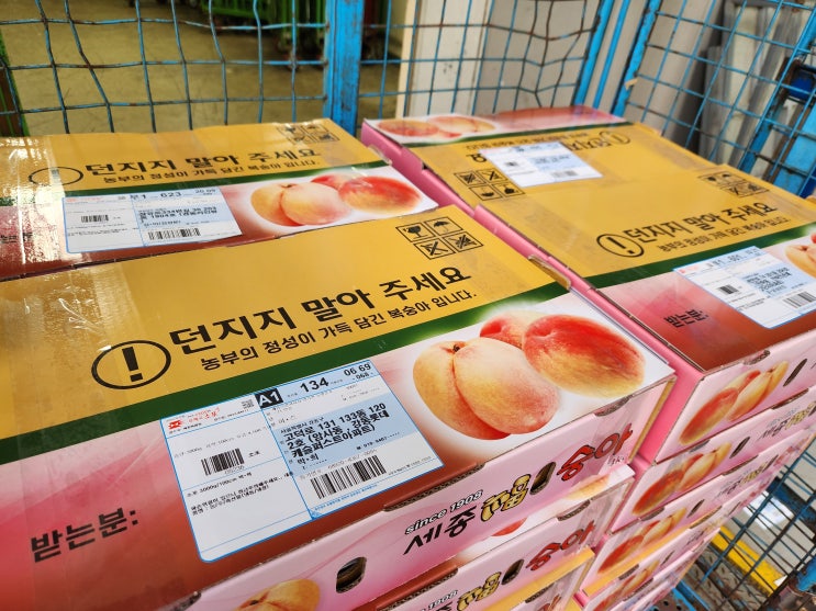 매일 수확하여 택배 배송되는 복숭아들 [세종 조치원 복숭아 과수원-고개 농원]