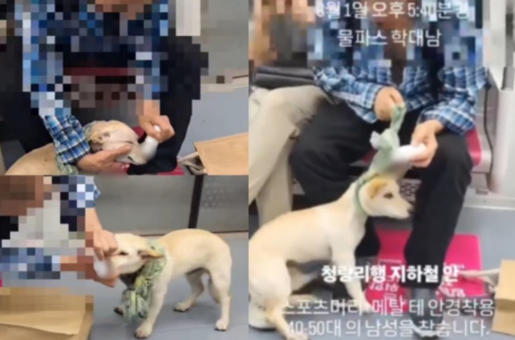 <실시간 핫이슈> 강아지 코·입·온몸에 물파스 '범벅'..."학대남을 찾습니다"