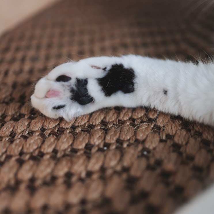  고양이 발바닥 젤리색깔 모색에 따라 달라진다구요?
